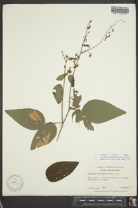 Desmodium nuttallii image