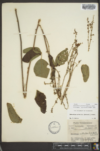 Desmodium nuttallii image