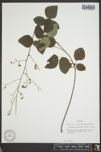 Desmodium nuttallii image