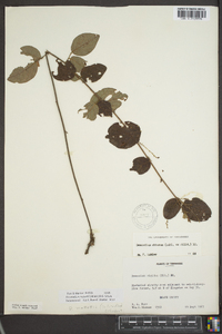 Desmodium nuttallii image