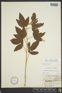 Desmodium nuttallii image