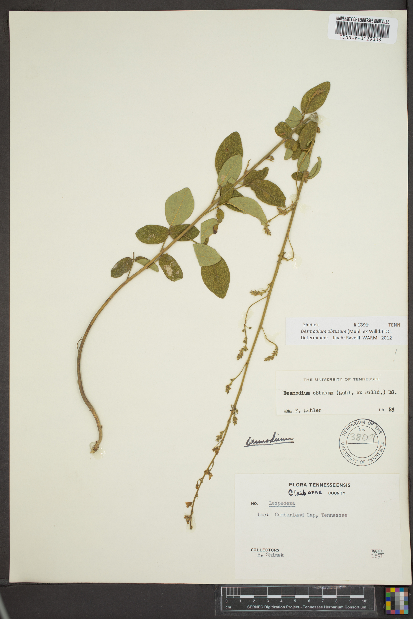 Desmodium obtusum image