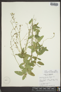 Desmodium obtusum image