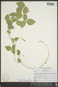 Desmodium ochroleucum image