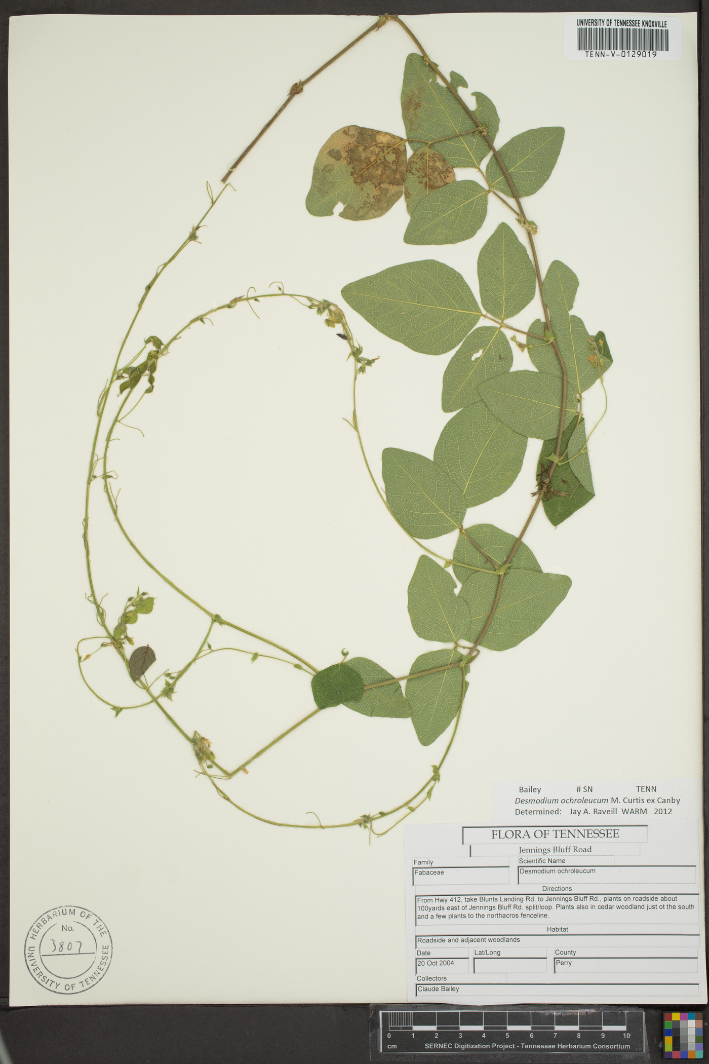 Desmodium ochroleucum image