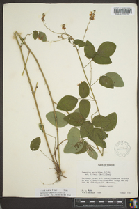 Desmodium perplexum image