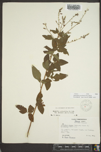 Desmodium perplexum image