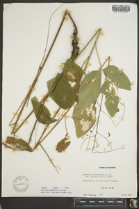 Desmodium perplexum image