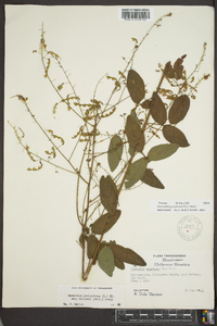 Desmodium perplexum image