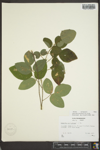 Desmodium perplexum image