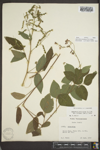 Desmodium perplexum image