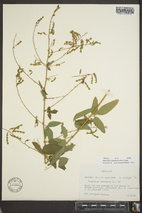 Desmodium perplexum image