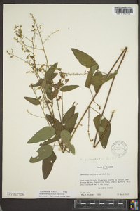 Desmodium perplexum image