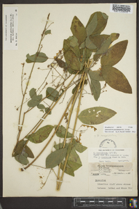 Desmodium perplexum image