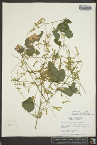 Desmodium perplexum image