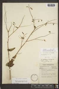 Desmodium perplexum image