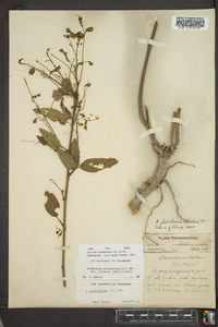 Desmodium perplexum image