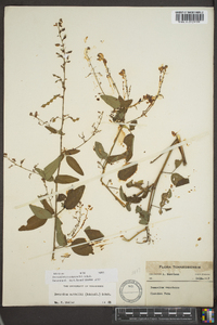 Desmodium perplexum image