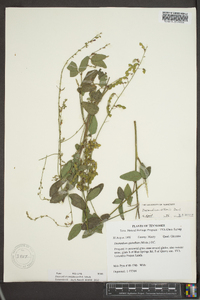 Desmodium perplexum image