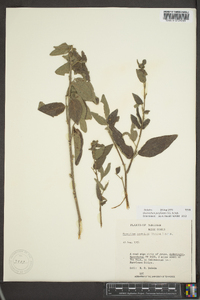 Desmodium perplexum image