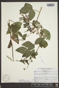 Desmodium perplexum image