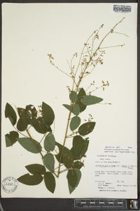 Desmodium perplexum image