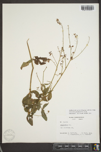 Desmodium perplexum image