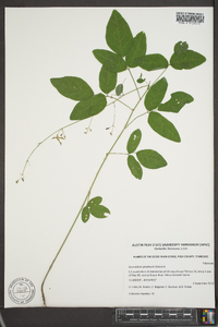 Desmodium perplexum image