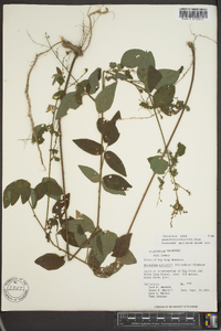 Desmodium perplexum image