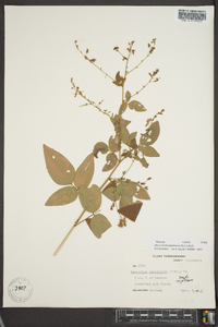 Desmodium perplexum image