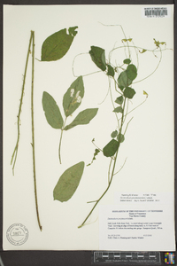 Desmodium perplexum image