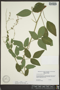 Desmodium perplexum image