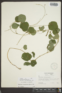 Desmodium rotundifolium image