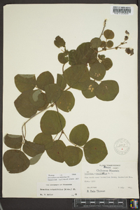 Desmodium rotundifolium image