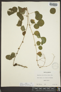 Desmodium rotundifolium image