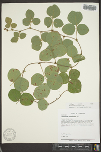 Desmodium rotundifolium image