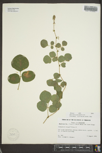 Desmodium rotundifolium image