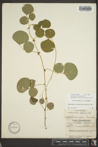 Desmodium rotundifolium image