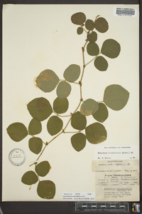 Desmodium rotundifolium image