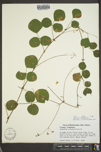 Desmodium rotundifolium image