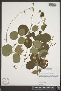 Desmodium rotundifolium image