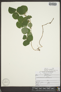 Desmodium rotundifolium image