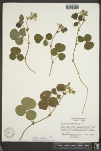 Desmodium rotundifolium image