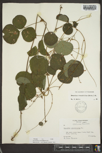 Desmodium rotundifolium image