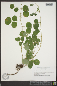 Desmodium rotundifolium image