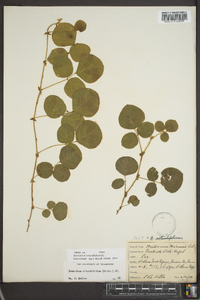 Desmodium rotundifolium image