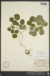 Desmodium rotundifolium image