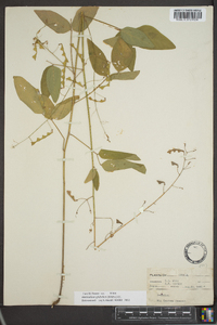 Desmodium glabellum image