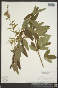 Desmodium canadense image