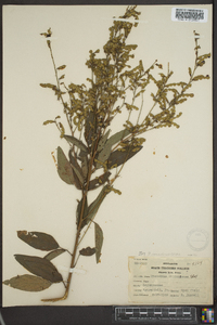 Desmodium canadense image